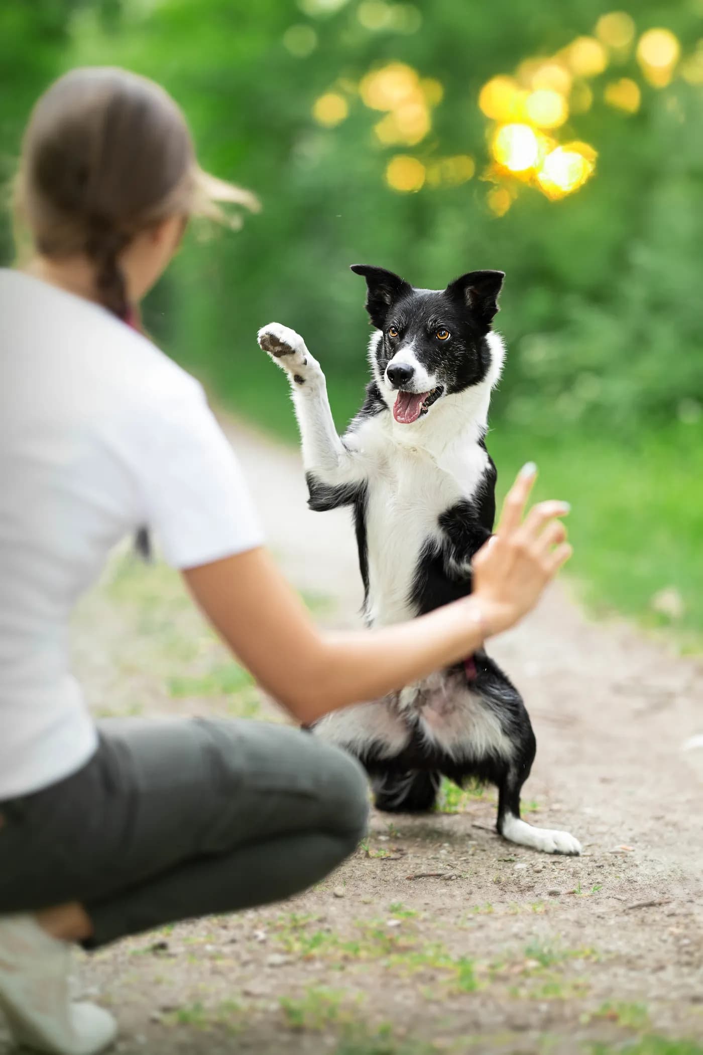 Hundetraining